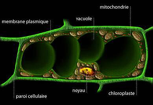 cellule animale mitochondrie