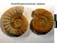 Acanthopleuroceras valdani