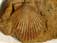 Chlamys valonensis