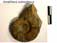 Amaltheus subnodosus
