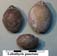 Lobothyris punctata