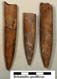 Belemnites paxillosus