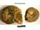Grammoceras
