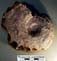 Harpoceras serpentinum