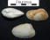 Pleuromya