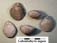 Loboidothyris ingens