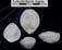 Loboidothyris ingens