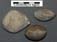 Loboidothyris ingens