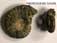 Hectinoceras lunula