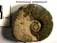Kosmoceras compressum