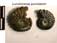 Lunuloceras punctatum
