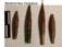 Belemnites hastatus
