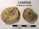 Liostrea