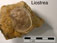 Liostrea