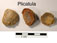 Plicatula