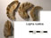 Lopha rustica