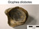 Gryphaea dilobotes