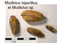 Modiolus