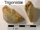 Trigoniid