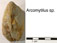 Arcomytilus sp