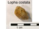 Lopha costata