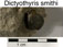 Dictyothyris smithi