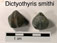 Dictyothyris smithi