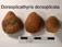 Dorsoplicathyris dorsoplicata