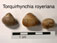 Torquirhynchia royeriana