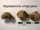 Septaliphoria orbignyana