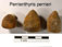 Perrierithyris perrieri
