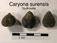 Caryona surensis