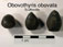 Obovothyris obovata