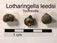 Lotharingella leedsi