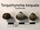 Torquirhynchia torquata