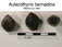 Aulacothyris bernardina