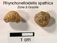 Rhynchonelloidella spathica