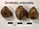 Ornithella umbonella