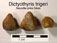 Dictyothyris trigeri