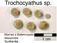 Thecocyathus suevicus