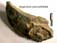 Isognomon promytliloides