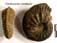 Cardioceras cordatum