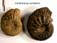 Cardioceras cordatum