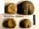 Nucleolites scutatus
