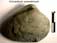 Unicardium excentricum