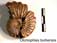 Otohoplites bulliensis