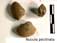 Nucula pectinata