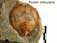 Pecten orbicularis