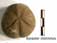 Epiaster distinctus
