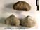 Cyclothyris compressa